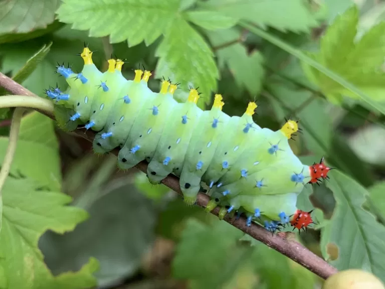 A cecropia moth caterpillar in Framingham, photographed by Eileen Aronson.