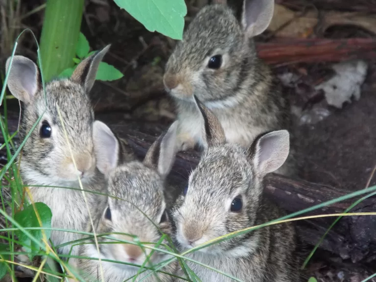 Cotton-tailed rabbits in Harvard, photographed by Robin Right.