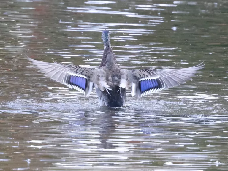 A mallard at Hager Pond in Marlborough, photographed by Steve Forman.