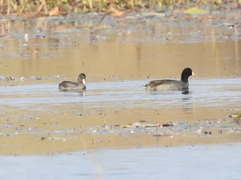 American coots at Great Meadows in Concord, photographed by Steve Forman.