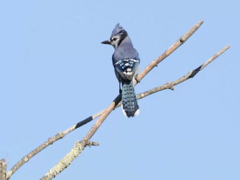 A blue jay at Breakneck Hill Conservation Land in Southborough, photographed by Steve Forman.