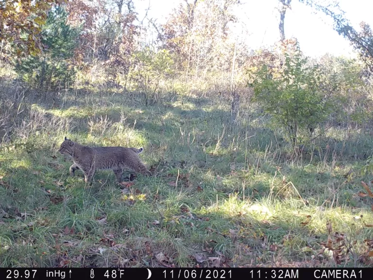 A bobcat in Bolton, photographed with an automatically triggered wildlife camera by Steve Cumming.