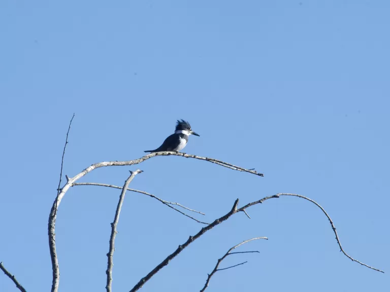 A belted kingfisher in Stow, photographed by Gail Sartori.