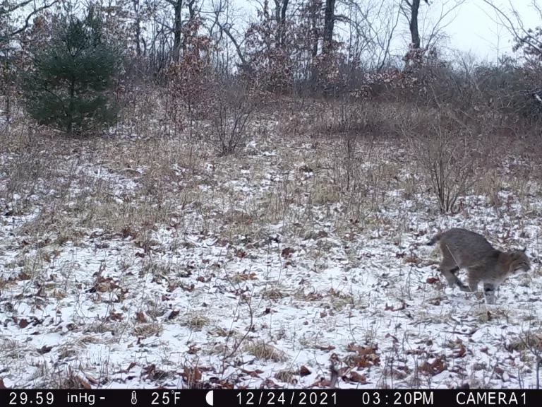 A bobcat in Bolton, photographed with an automatically triggered wildlife camera by Steve Cumming.