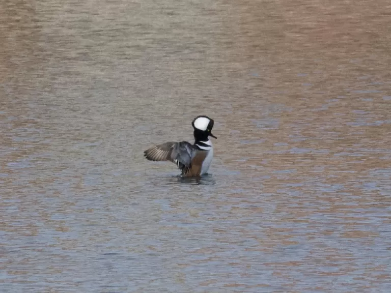 A hooded merganser in Stow, photographed by Gail Sartori.