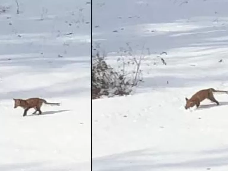 A red fox hunting in Southborough, photographed by Debbie Costine.