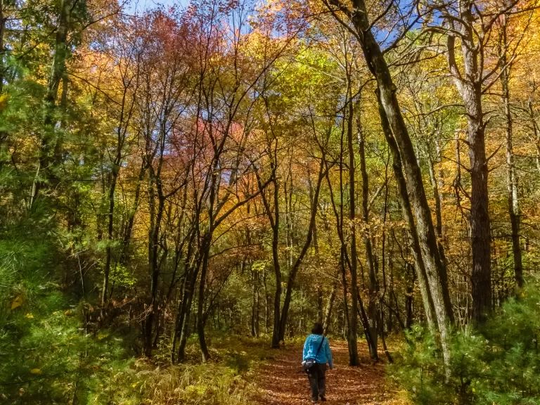 Memorial Forest, by Raj Das