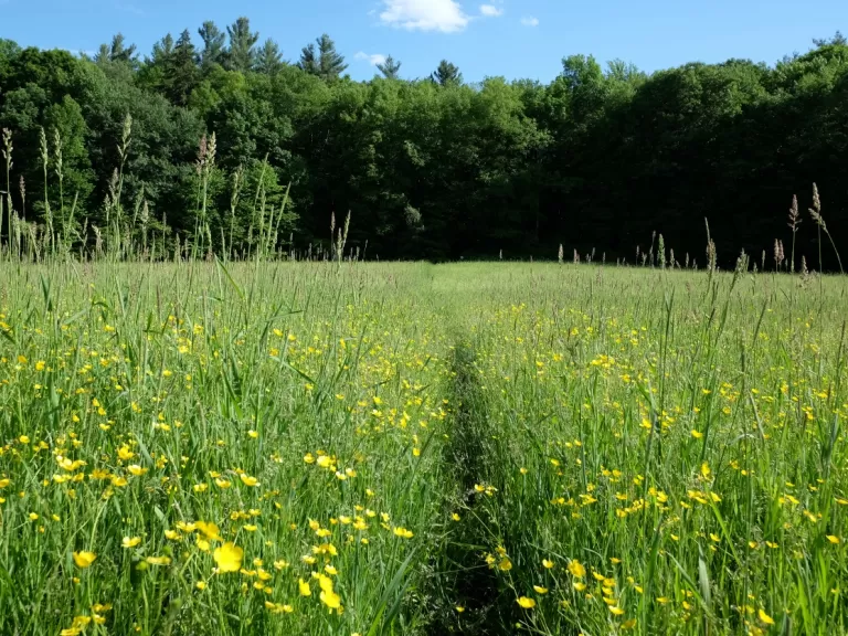 Mount Pisgah Conservation Area. Photo by David Kindler.
