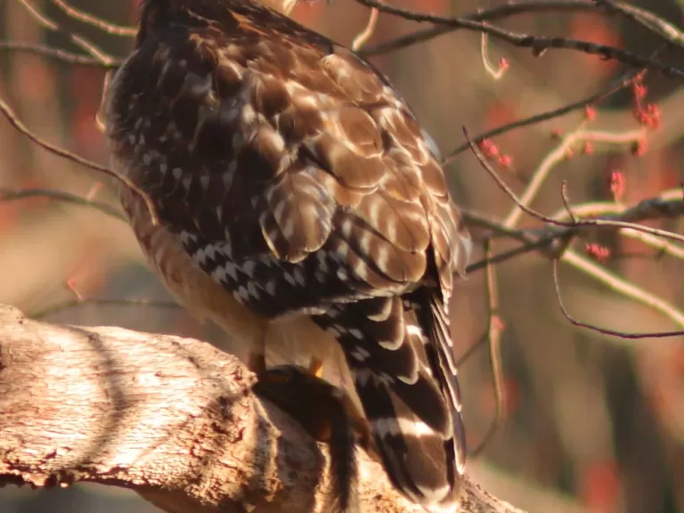 A red-shouldered hawk in Sudbury, photographed by Dan Trippe.