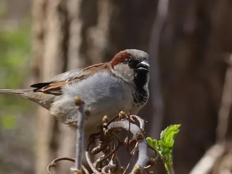 A house sparrow at Assabet River National Wildlife Refuge in Sudbury, photographed by Dan Trippe.