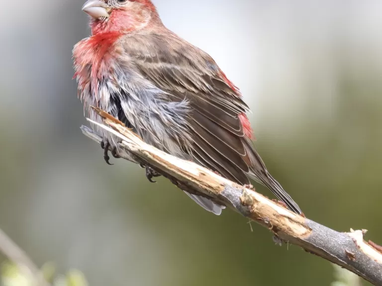 A house finch at Breakneck Hill Conservation Land in Southborough, photographed by Steve Forman.