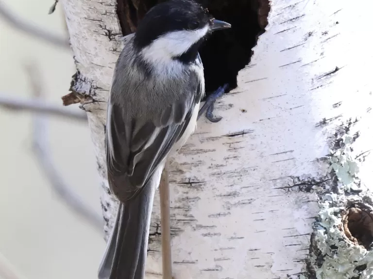 A black-capped chickadee at a cavity nest in Marlborough, photographed by Steve Forman.