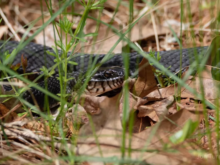A northern water snake at SVT's Gray Reservation in Sudbury, photographed by Jon Turner.