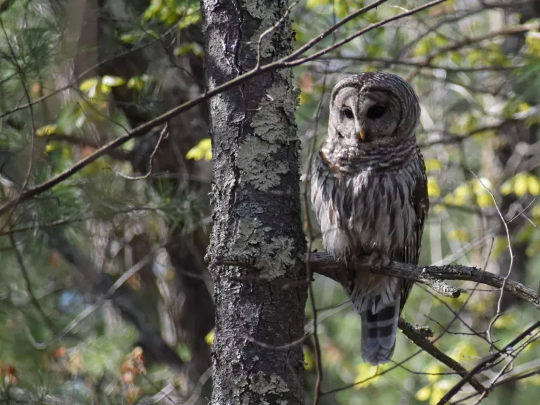 A barred owl at the Desert Natural Area in Marlborough, photographed by Eric Crockwell.