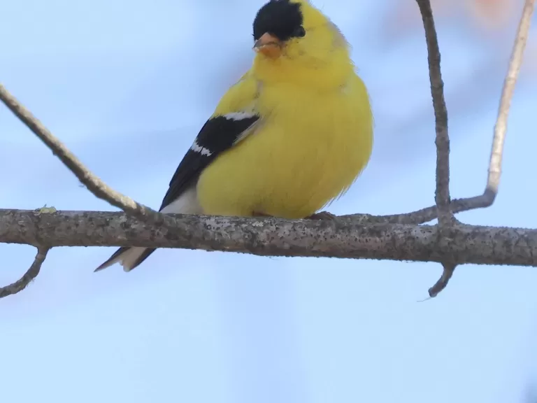 An American goldfinch at Great Meadows National Wildlife Refuge in Concord, photographed by Steve Forman.