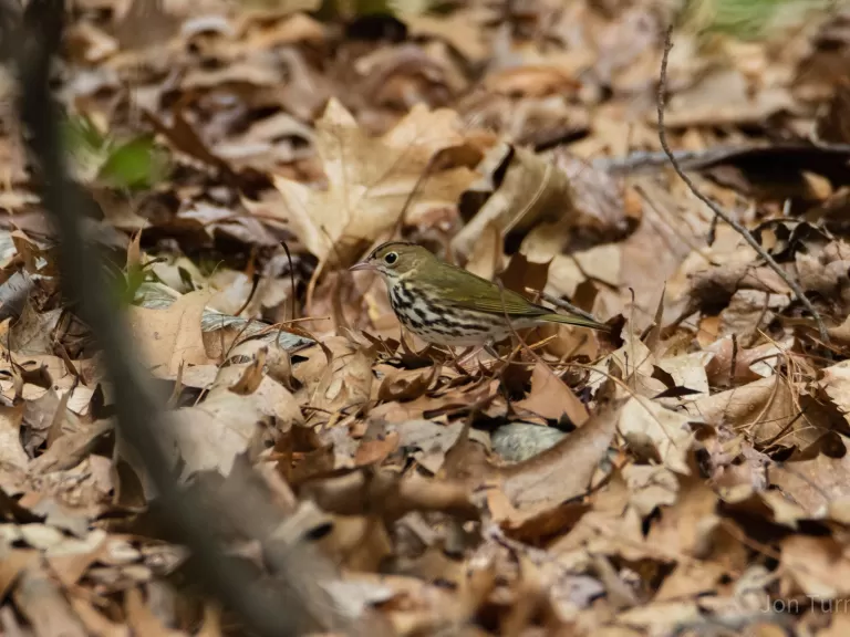 An ovenbird in Bolton, photographed by Jon Turner.