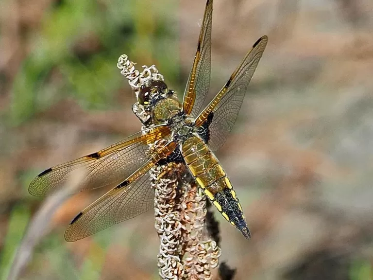 A four-spotted skimmer at Assabet River National Wildlife Refuge in Hudson, photographed by Joan Chasan.