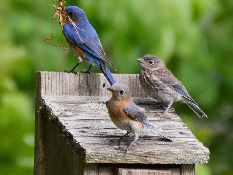 Eastern bluebirds in Lincoln, photographed by Ron McAdow.