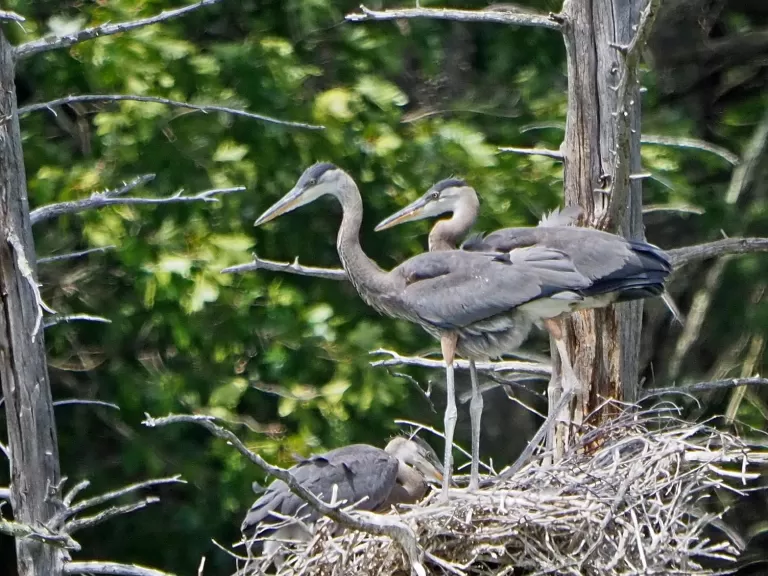 Great blue herons at Assabet River National Wildlife Refuge in Maynard, photographed by Joan Chasan.