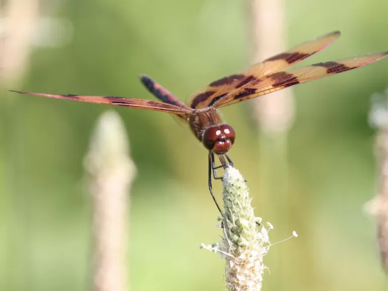 A Halloween pennant at Farm Pond in Framingham, photographed by Steve Forman.