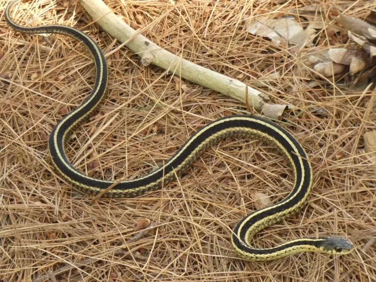 A common garter snake at Assabet River National Wildlife Refuge, photographed by Sharon Tentarelli.