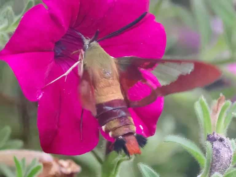A hummingbird clearwing moth in Framingham, photographed by Steve Forman.