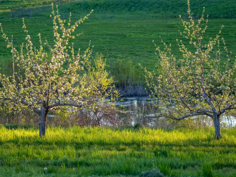 Prospect Hill Community Orchard. Photo by Louis Calisi