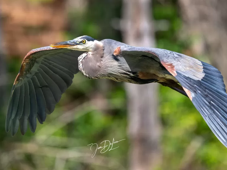 A great blue heron at Assabet River National Wildlife Refuge in Maynard, photographed by Jim DeLuco.