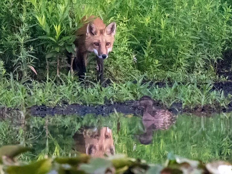 A red fox stalking a mallard (which got away) at Bruce's Pond in Hudson, photographed by Jim Deluco.