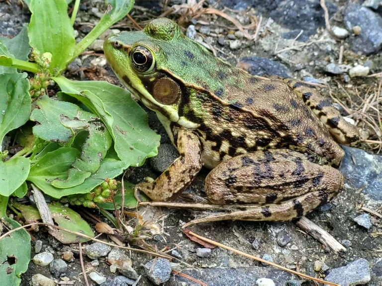 A green frog at Assabet River National Wildlife Refuge, photographed by William Watt.