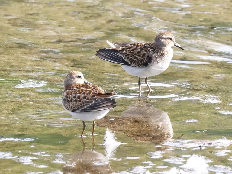 Least sandpipers at Hager Pond in Marlborough, photographed by Steve Forman.