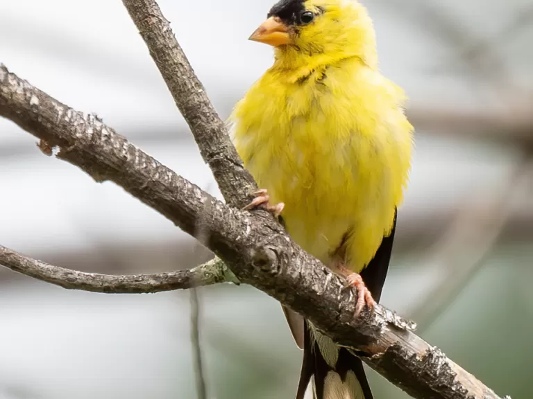 An American goldfinch at Assabet River National Wildlife Refuge in Sudbury, photographed by Jim DeLuco.