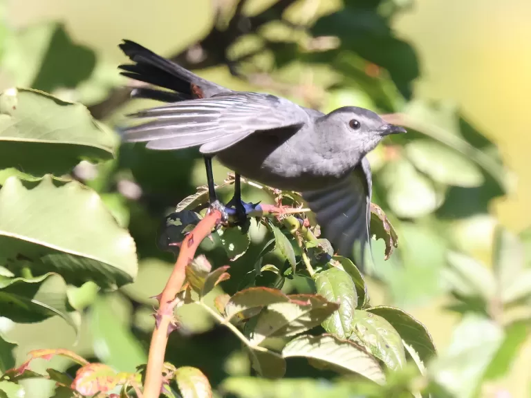 A gray catbird at Breakneck Hill Conservation Land in Southborough, photographed by Steve Forman.