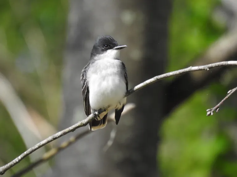Eastern Kingbird at Smith Conservation Land. May 2025 BioBlitz. Photo by SVT.