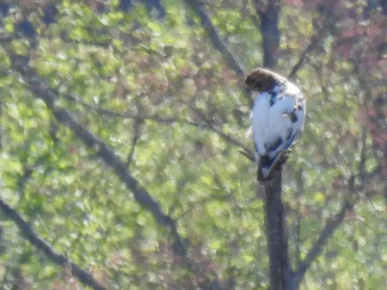 Red-Tailed Hawk at Smith Conservation Land. May 2025 BioBlitz. Photo by SVT.