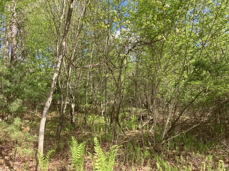 Upton White Property: Young Woods Brush