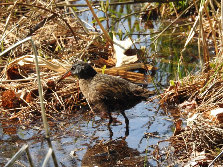 Virginia Rail at Smith Conservation Land. May 2025 BioBlitz. Photo by SVT.
