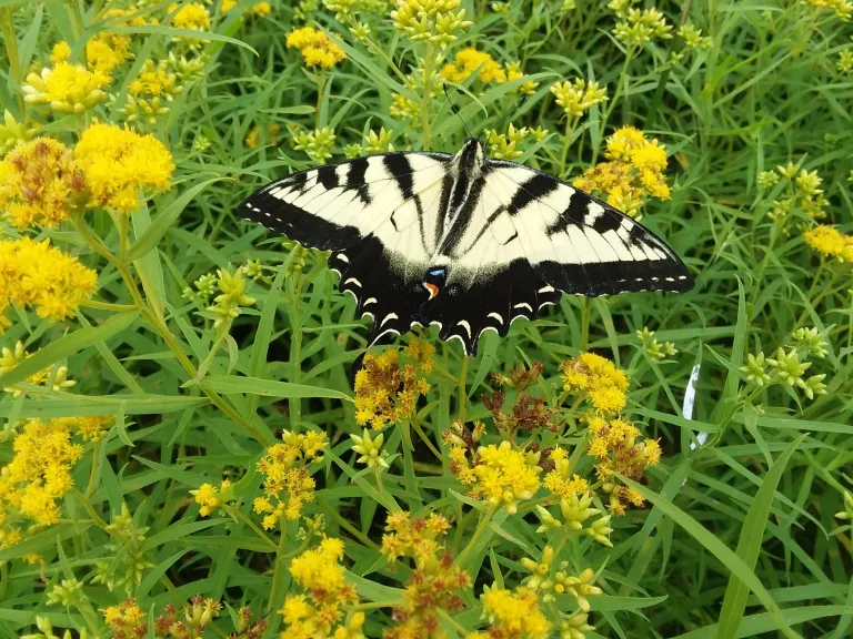 Sweet Autumn Farm, Carlisle. Photo by Katharine Endicott.