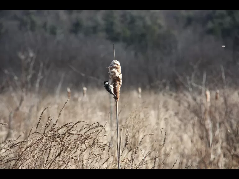A black-capped chickadee at Bolton Flats in Bolton, photographed by Jon Turner.