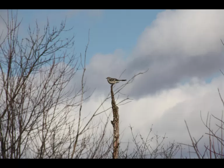 A black-capped chickadee at Bolton Flats in Bolton, photographed by Jon Turner.