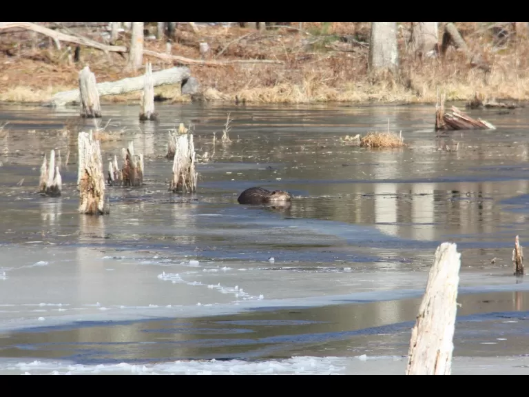 A beaver in Bolton, photographed by Jon Turner.