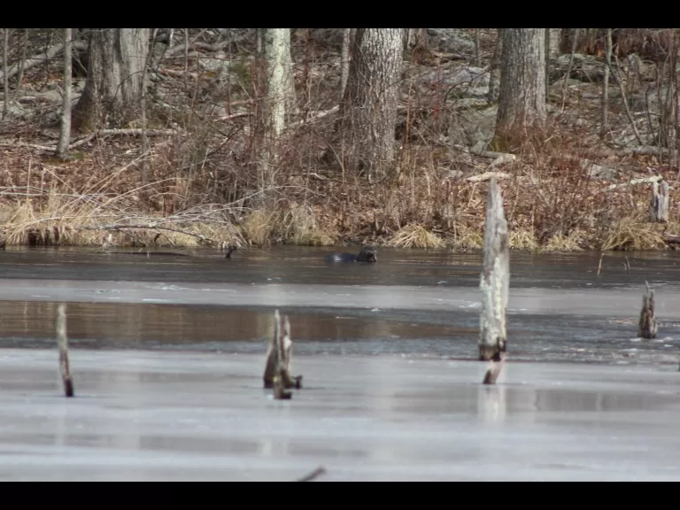 A river otter in Bolton, photographed by Jon Turner.
