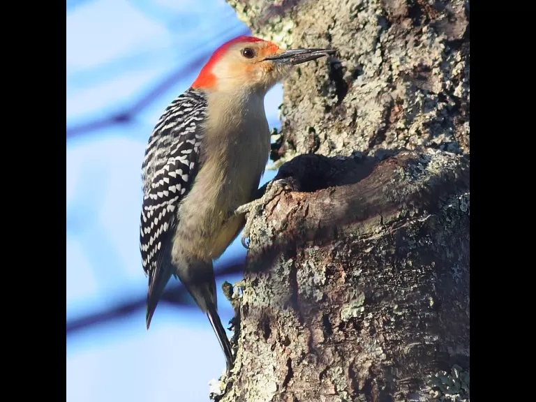 A red-bellied woodpecker at Assabet River National Wildlife Refuge, photographed by Dan Trippe.