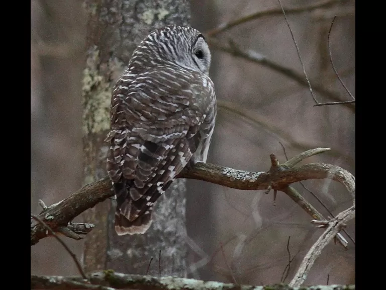 A red-bellied woodpecker at Assabet River National Wildlife Refuge, photographed by Dan Trippe.