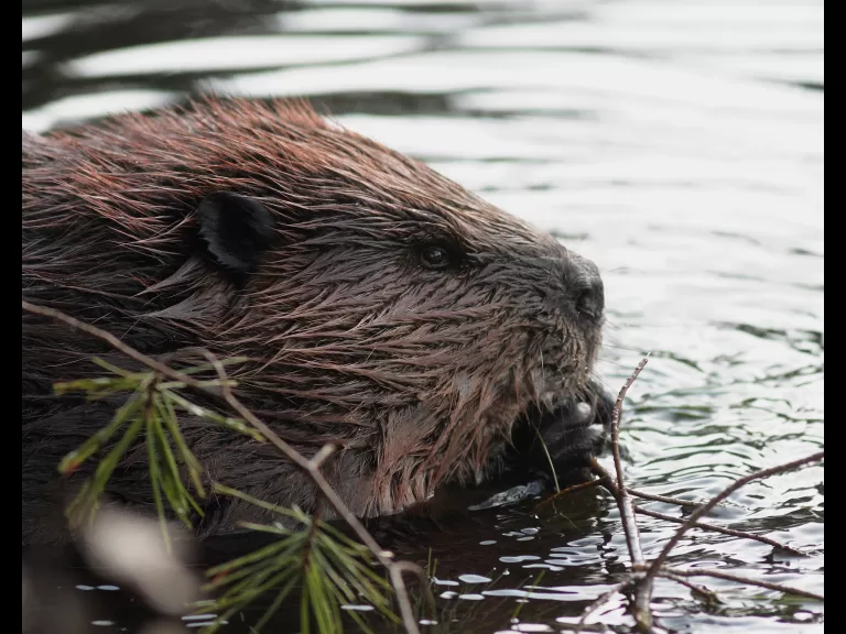 A red-bellied woodpecker at Assabet River National Wildlife Refuge, photographed by Dan Trippe.
