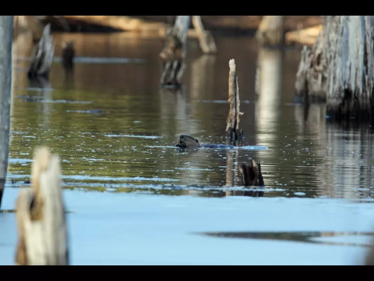 A beaver in Bolton, photographed by Jon Turner.