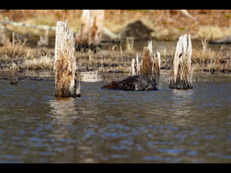 A beaver in Bolton, photographed by Jon Turner.