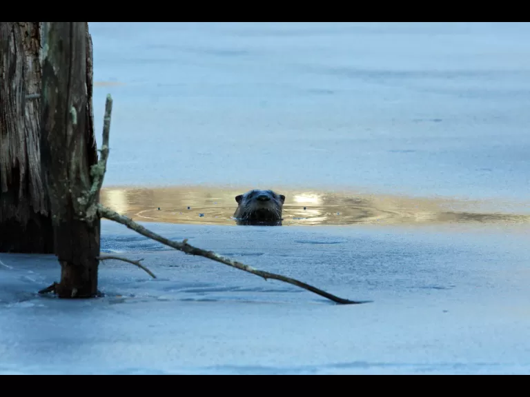 A beaver in Bolton, photographed by Jon Turner.