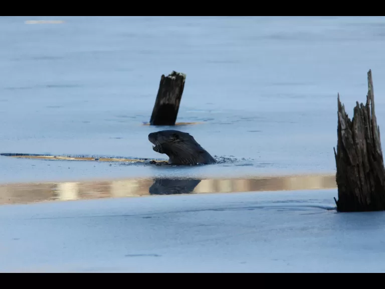A beaver in Bolton, photographed by Jon Turner.