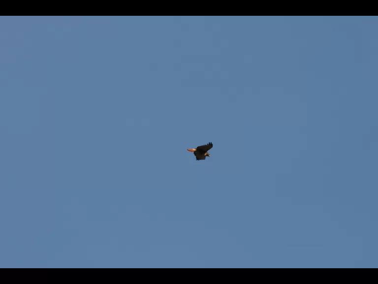 A beaver in Bolton, photographed by Jon Turner.